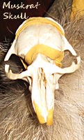 muskrat skull