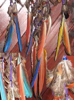 detail of macaw feathers