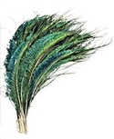 100 Peacock Feather Swords, Left Side 12-20"