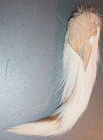 back side of white tail deer tail