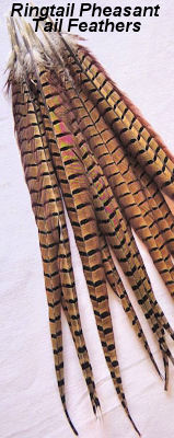 detail of ringtail pheasant feathers on  dreamcatcher