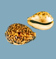 Tortoise Shell Cowrie Shell, Cytpraea-testudinosa