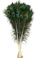 100 Peacock Tail Eye Feathers, 35-40"