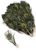 100 Peacock Tail Eye Feathers with Small Eyes, 8-15"