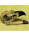 Full Scale Resin Eagle Skull