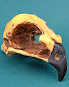 Hawk Skull Replica