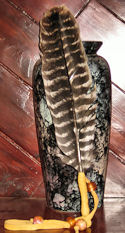 Barred Turkey Smudging Feather