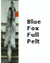 Blue Fox Skin