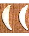 Coyote Canine Tooth