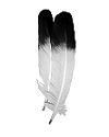 Economy Imitation Eagle Feathers, Pkg of 10