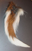 White Tail Deer Tails, No 1 Grade