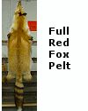Red Fox Fur Pelt Skin