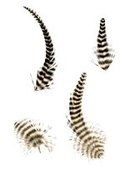2-6" Rooster Chinchilla Plumage Feathers