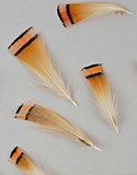Natural Golden  Pheasant Crest Plumage , 1-3.5"