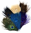 100 Assorted Slightly Damaged Peacock Eye Feathers 2-4"