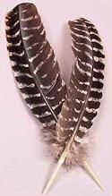 Barred Turkey Wing Feathers, Pkg of 2