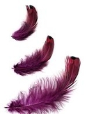 Dyed Berry Pheasant Heart Plumage