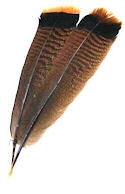 Bronze Turkey Tail Feathers, Pkg of 2