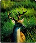 Buck Deer Throw Blanket