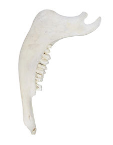 Cow Jaw Bone