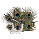 100 Slightly Damaged Natural Peacock Eye Feathers,  2-4"