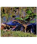 Everglades Alligator and Snake Throw Blanket