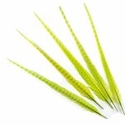 Bleached & Dyed Lime Ringneck Pheasant Tails, 20-24"