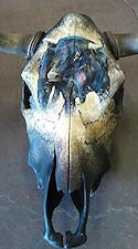 Fighting Bull  Hand Painted Cow Skull