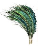 100 Peacock Feather Swords, Right Side 25-30"