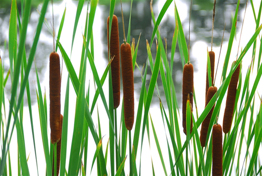 Picture of cattails