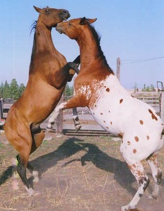 Nez Perce Appaloosa Stallions