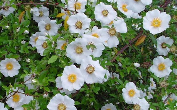 Picture of Cherokee Rose