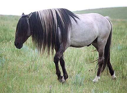 Spanish Mustang with bicolor mane