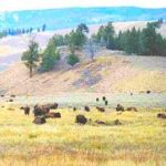 Yellowstone bison herd gathered in a meadow